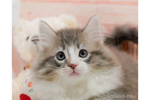成約済の神奈川県のノルウェージャンフォレストキャット-82002の7枚目